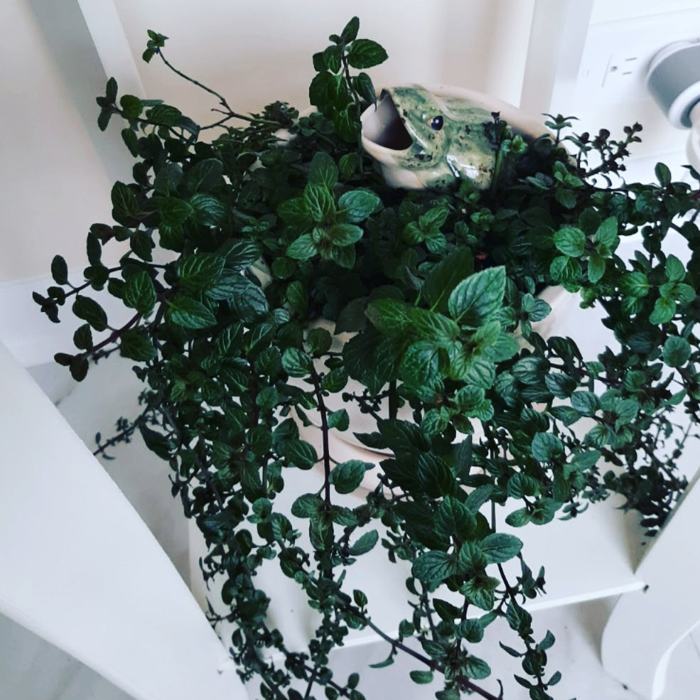 Open-Mouth Frog Plant Watering Spike