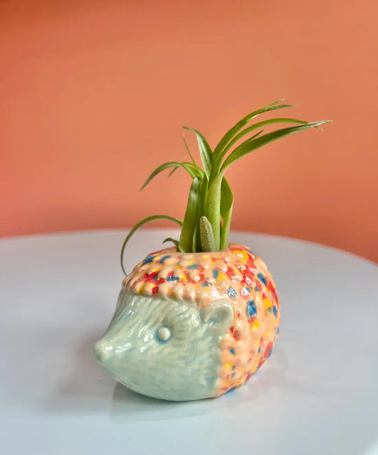 Hedgehog Air Plant Friend + Airplant