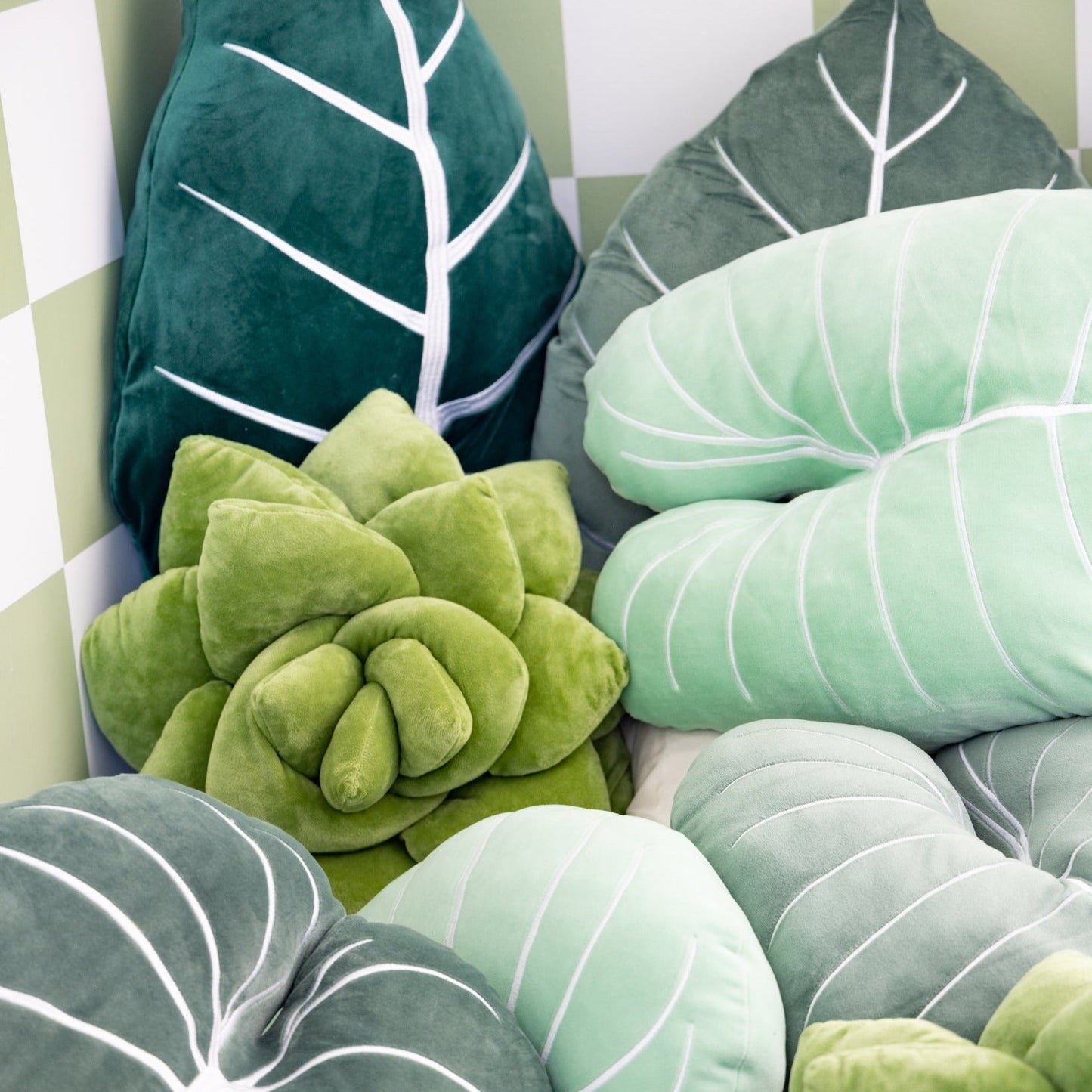Lil' Pop Succulent®  - Olive Green