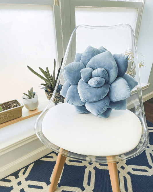 Lil' Pop Succulent® - Smokey Blue